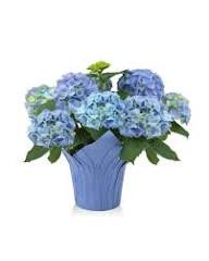 Hydrangea 7.5inch