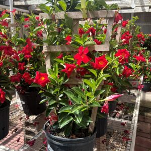 10in. Mandevilla Trellis