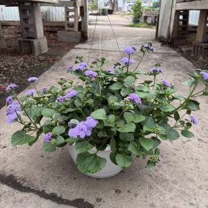 10in. Monarch Magic Ageratum Hanging Basket