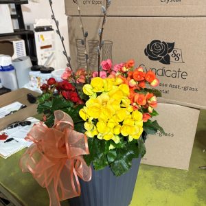 12in Begonia Planter