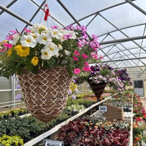 14in Specialty Hanging Baskets