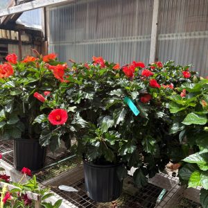 8in Hibiscus