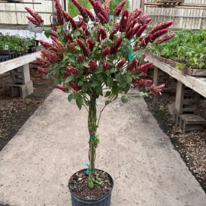 Shrimp Plant